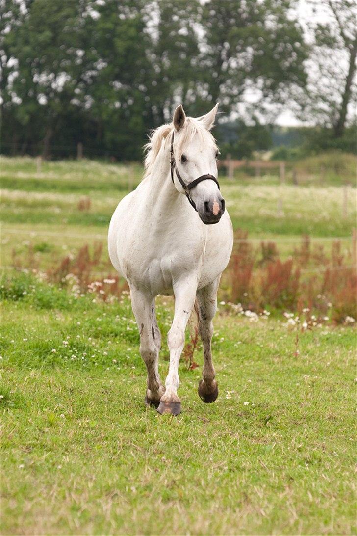 Anden særlig race Silverlea Picasso billede 15