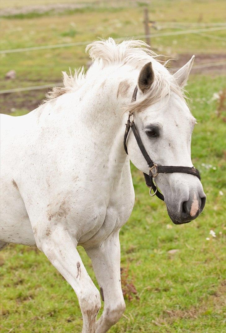Anden særlig race Silverlea Picasso billede 16