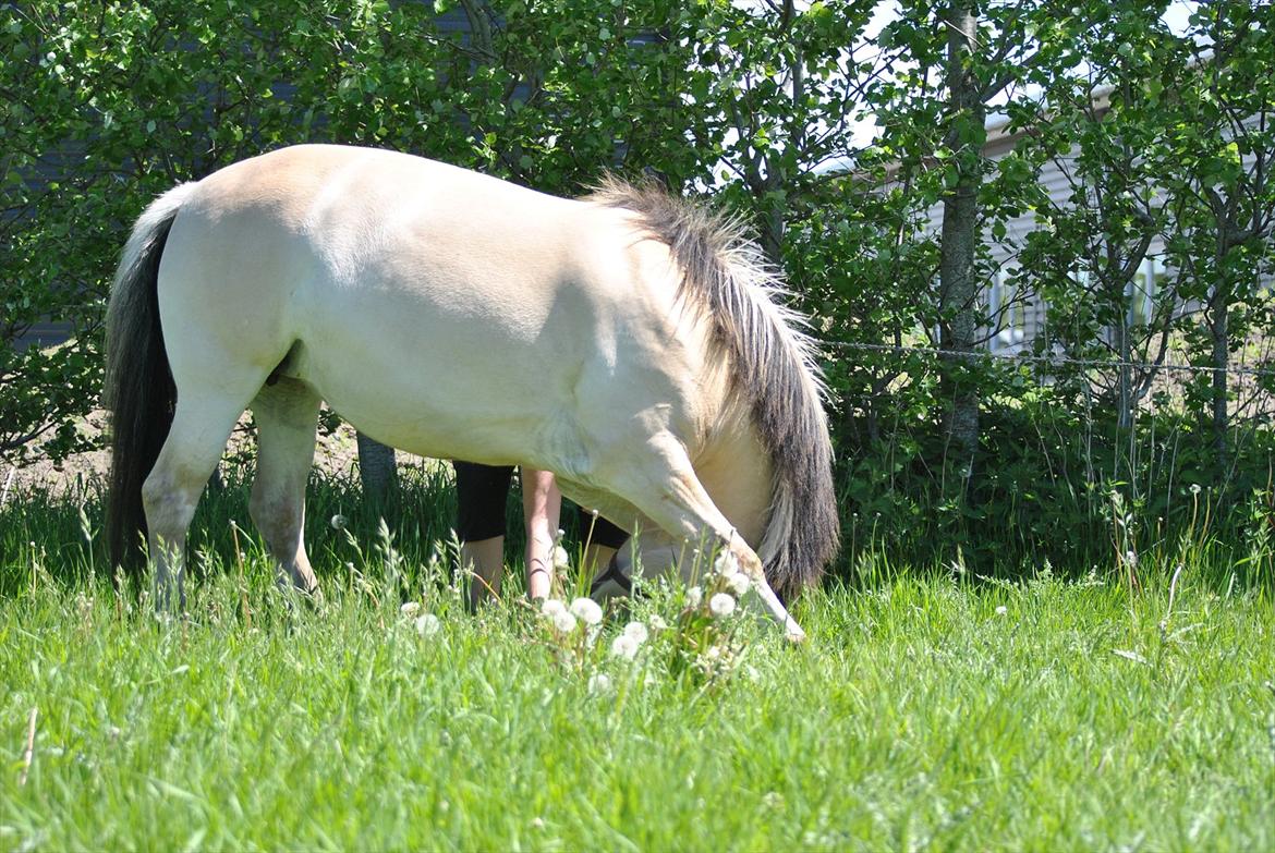 Fjordhest Estrid ~ Min drømmepony<3 - Lidt hygge træning i baghaven :D så fin mors lille hyp :D<33 billede 12