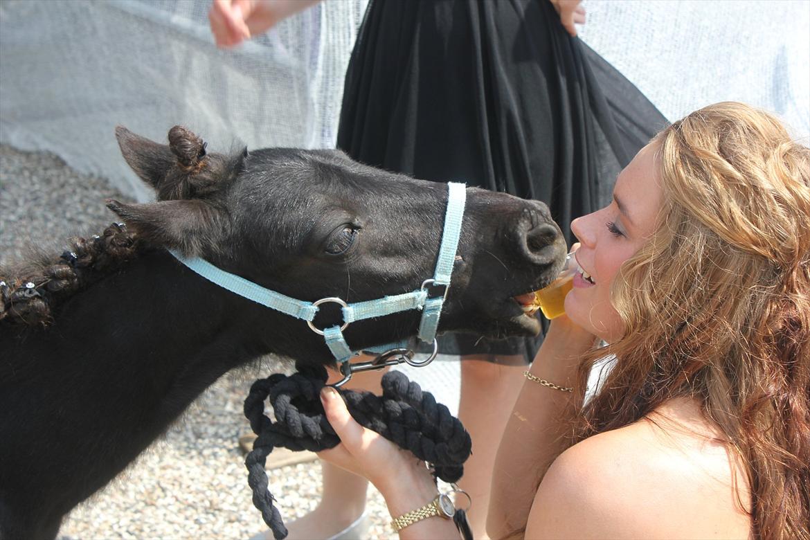 Shetlænder prins chameur - Min store søster og Prins <3
foto: Laura Bentsen billede 2