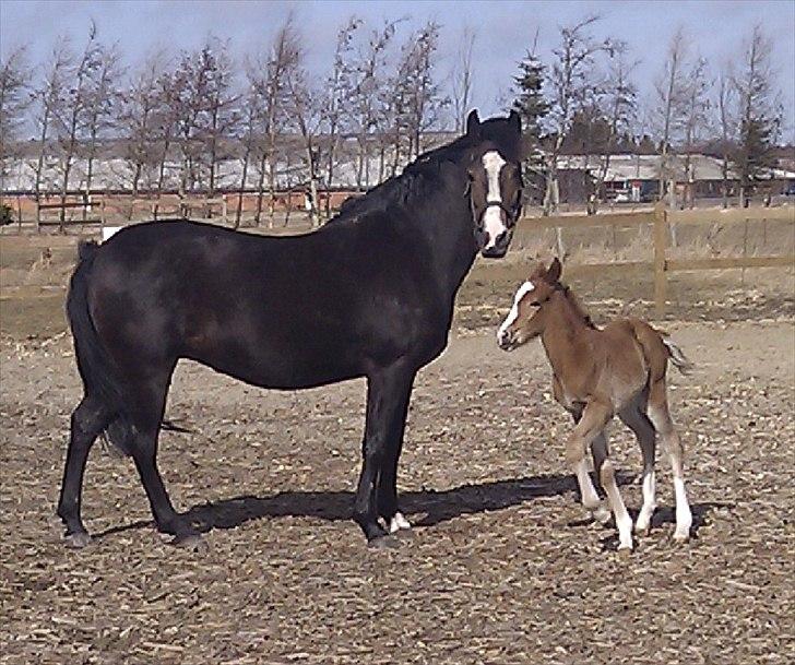 New Forest Holmens Lady Diva billede 7