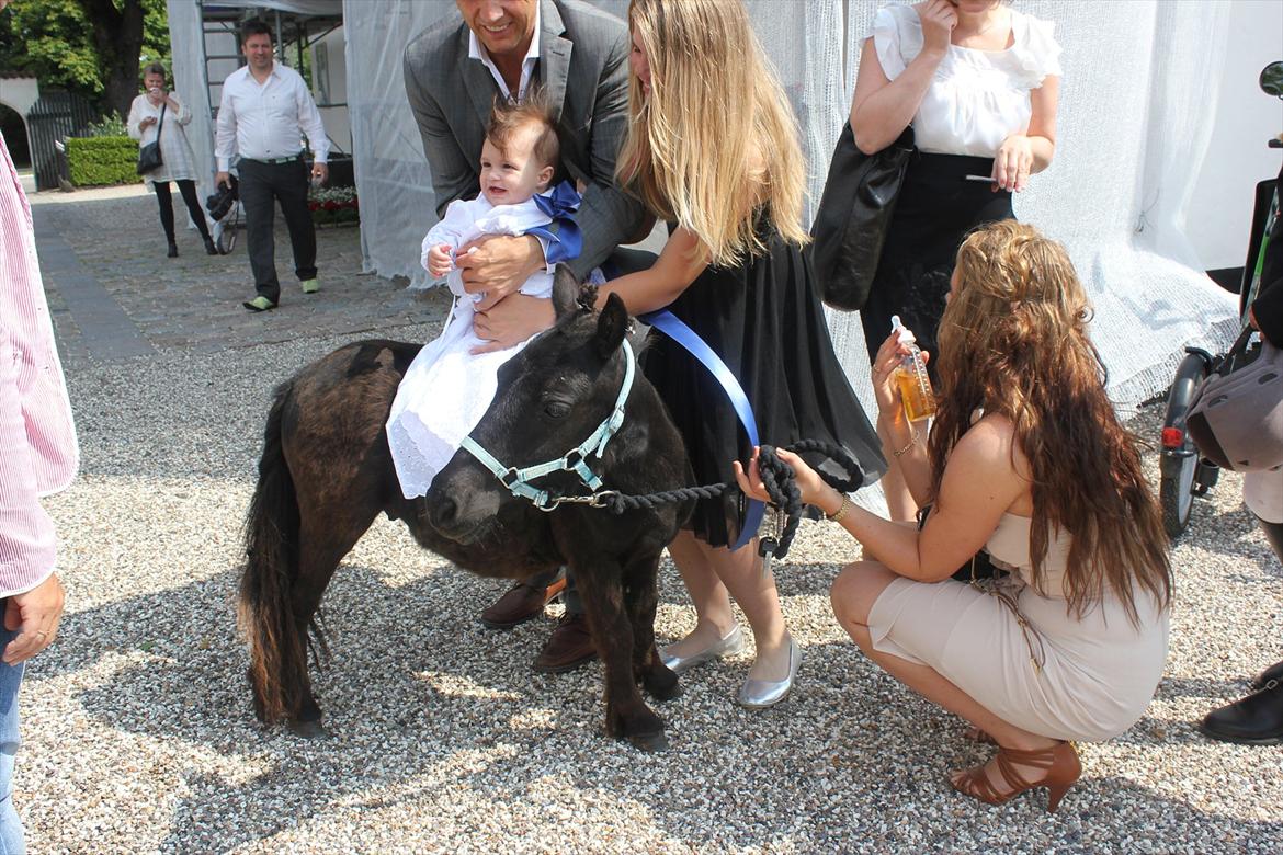 Shetlænder prins chameur - Til min lille nevøs barnedåb, jeg har købt Prins til ham, og så fik han lige en lille tur på hans nye pony :-D 
Foto: Laura Bentsen billede 6