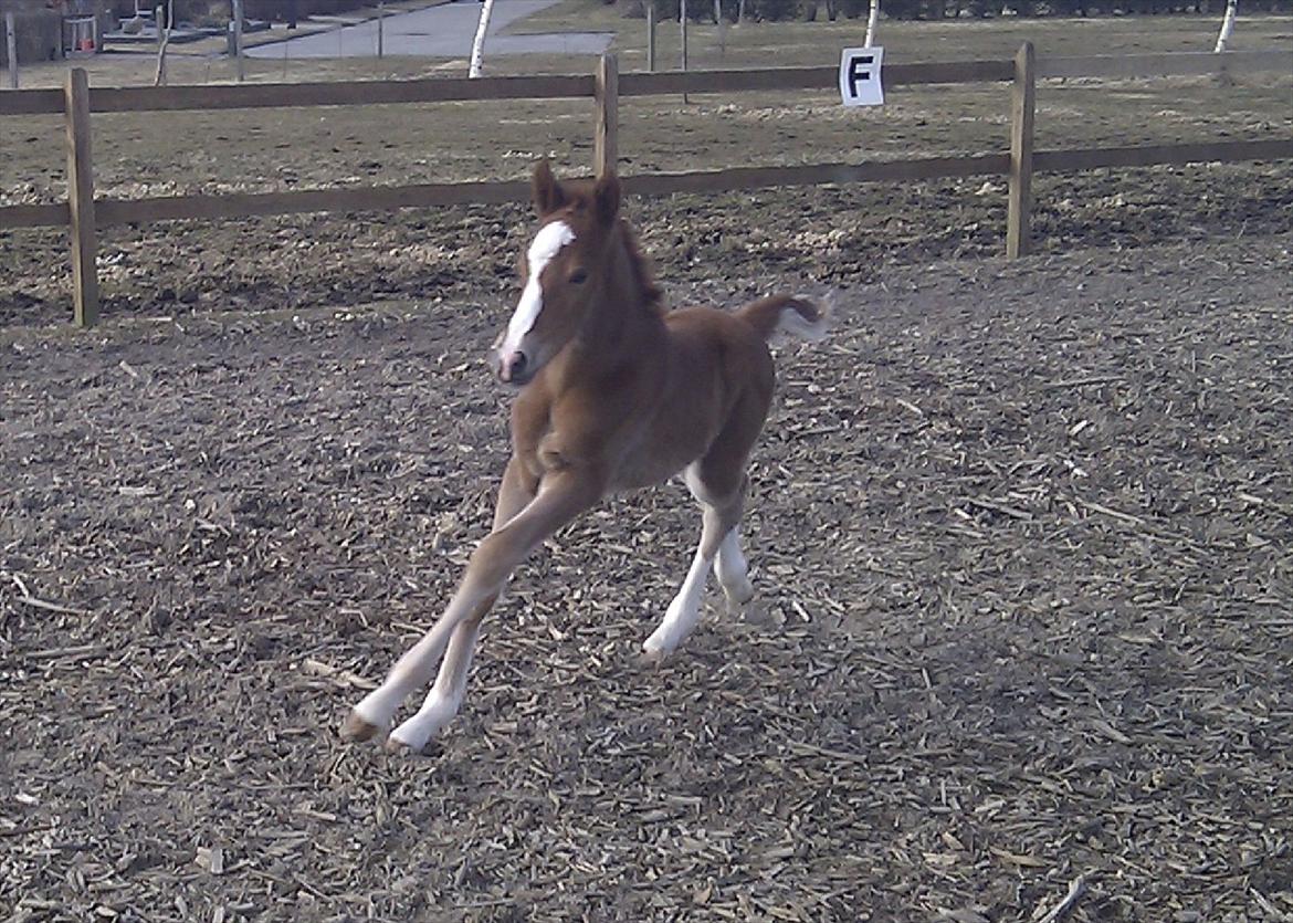 New Forest Holmens Lady Diva billede 8