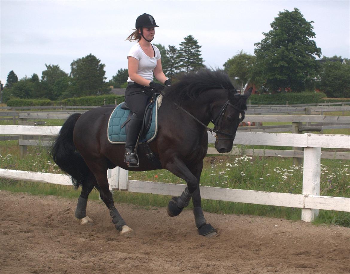 Welsh Cob (sec D) Haymos Chagal <3 Sov sødt <3 - D. 4.7.11 billede 9