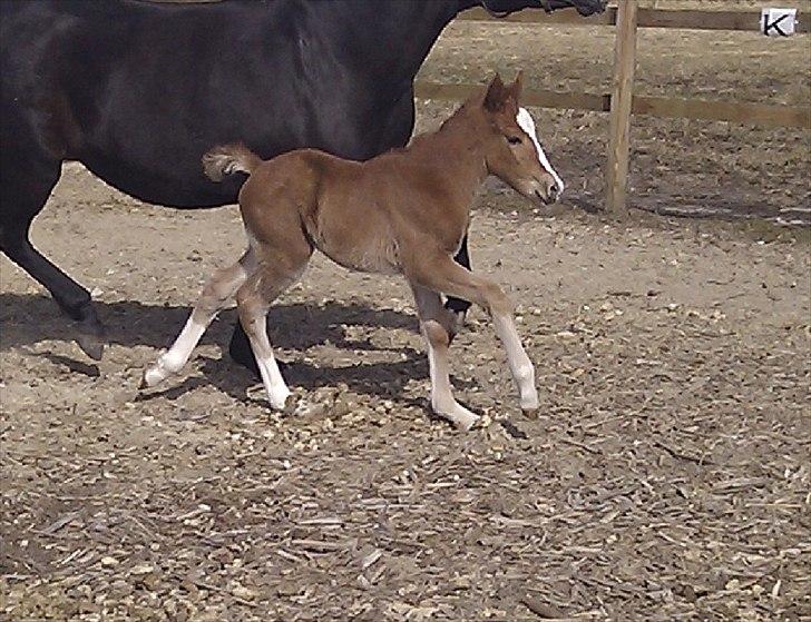 New Forest Holmens Lady Diva billede 9