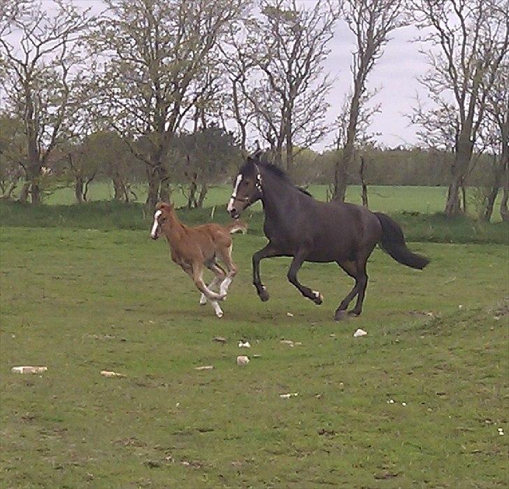 New Forest Holmens Lady Diva billede 10