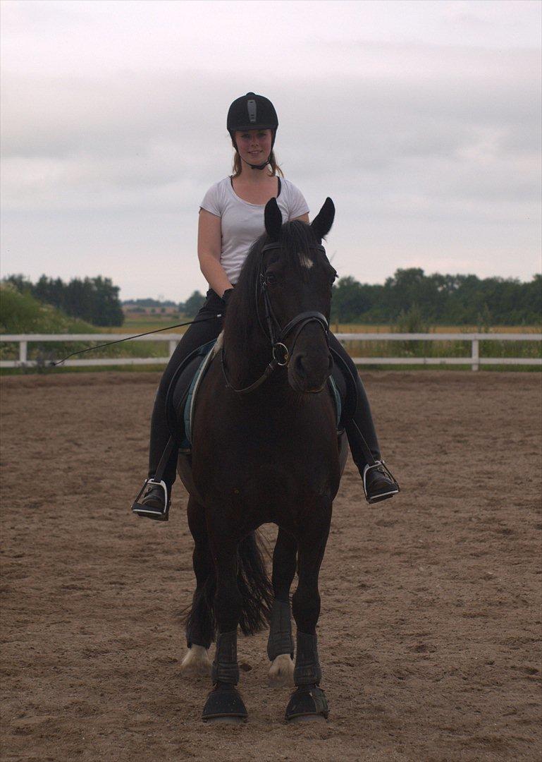 Welsh Cob (sec D) Haymos Chagal <3 Sov sødt <3 - D. 4.7.11
 billede 11