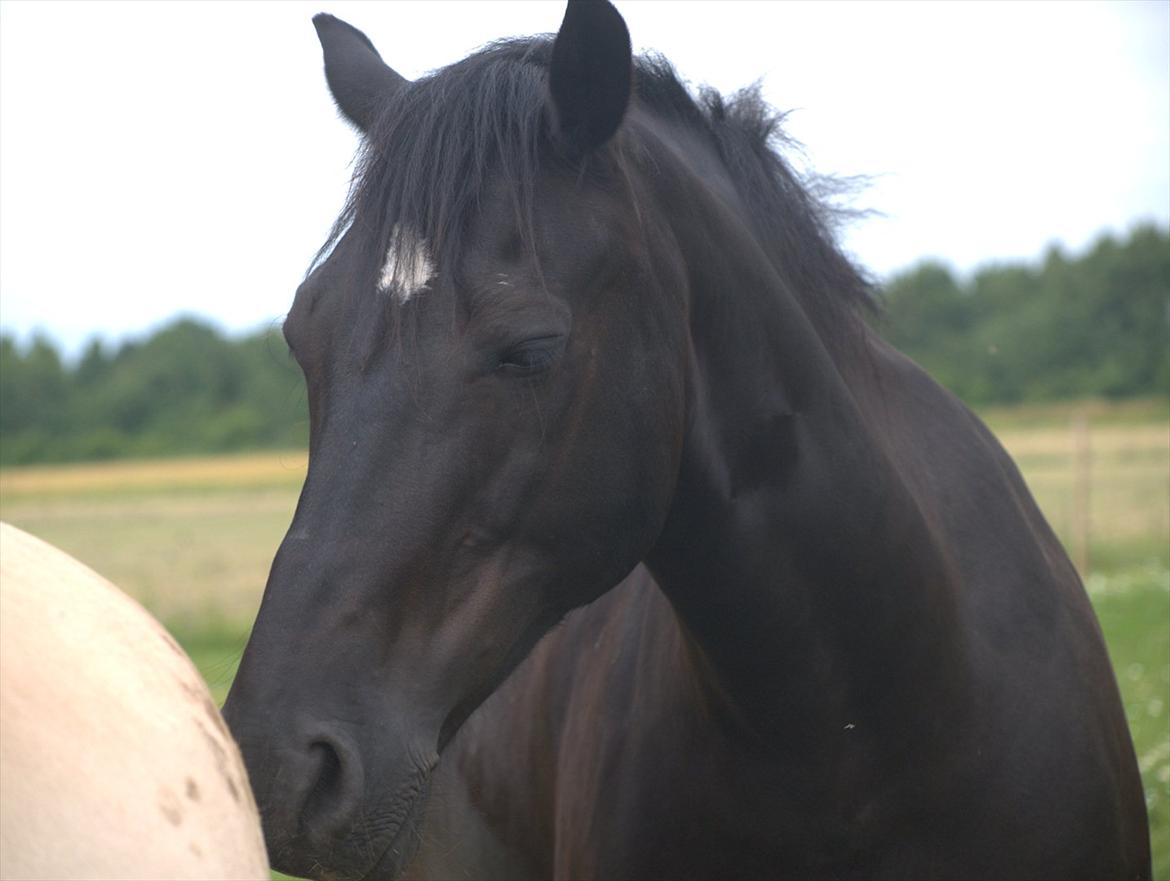 Welsh Cob (sec D) Haymos Chagal <3 Sov sødt <3 - Du er min Black Beauty! billede 1