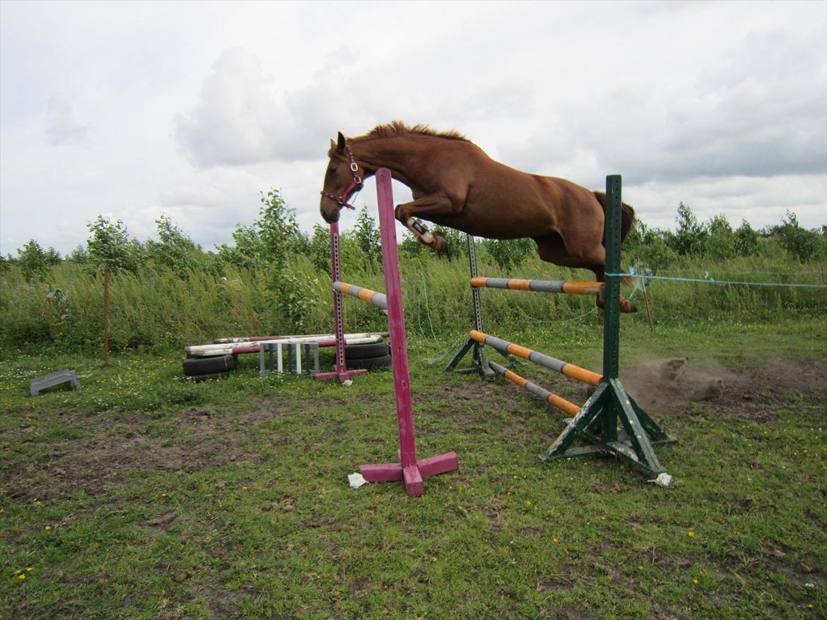 Dansk Varmblod Bona´s Fair Lucca (SOLGT 16.7.2011) - Uhha en indre springhest billede 1