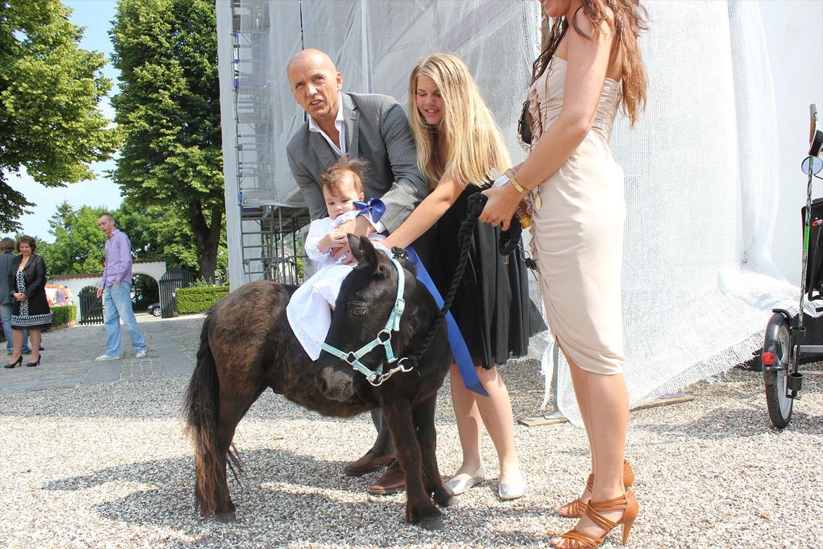 Shetlænder prins chameur - Min far, søster, nevø, mig og prins <3
foto: Laura Bentsen billede 4