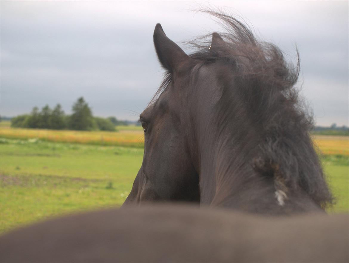 Welsh Cob (sec D) Haymos Chagal <3 Sov sødt <3 - D. 4.7.11 billede 20