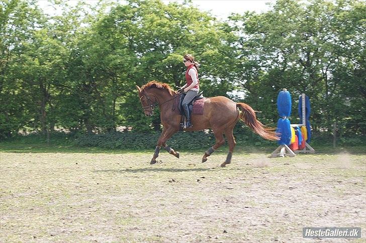Dansk Varmblod Bona´s Fair Lucca (SOLGT 16.7.2011) - Træning billede 14