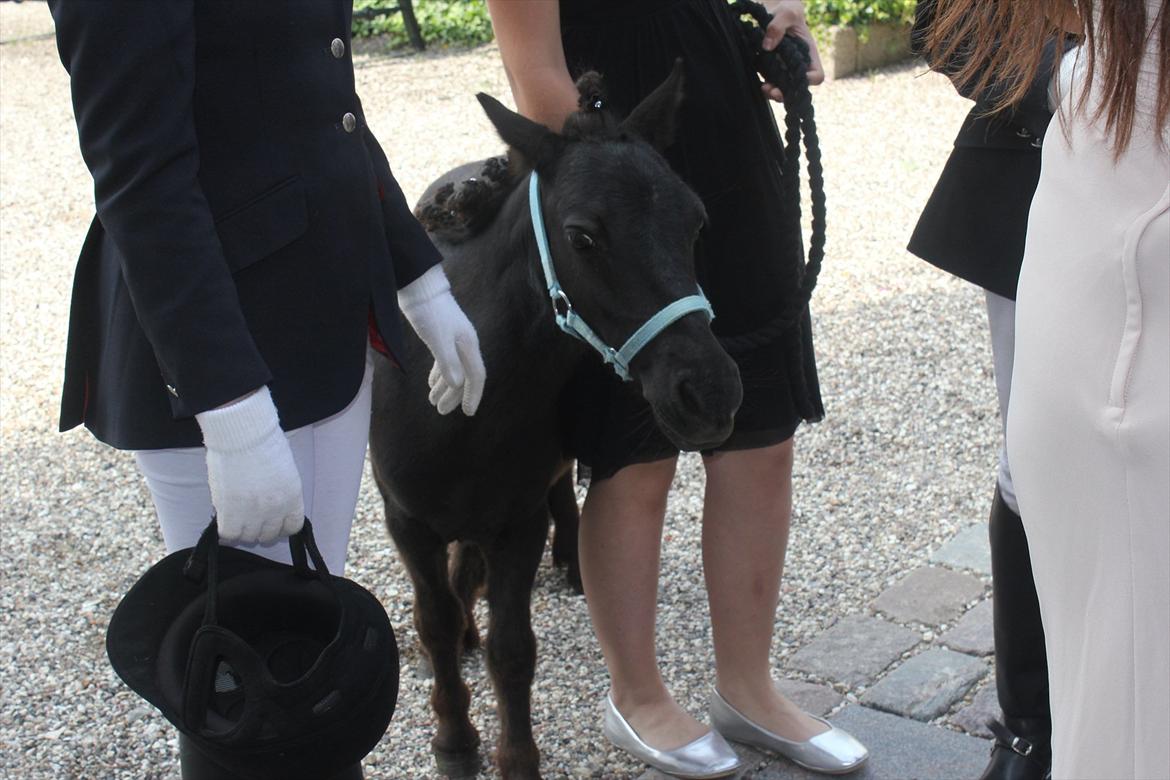 Shetlænder prins chameur - Lille Prins :D<3
foto: Laura Bentsen  billede 9