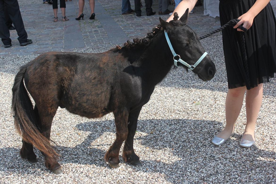 Shetlænder prins chameur billede 14