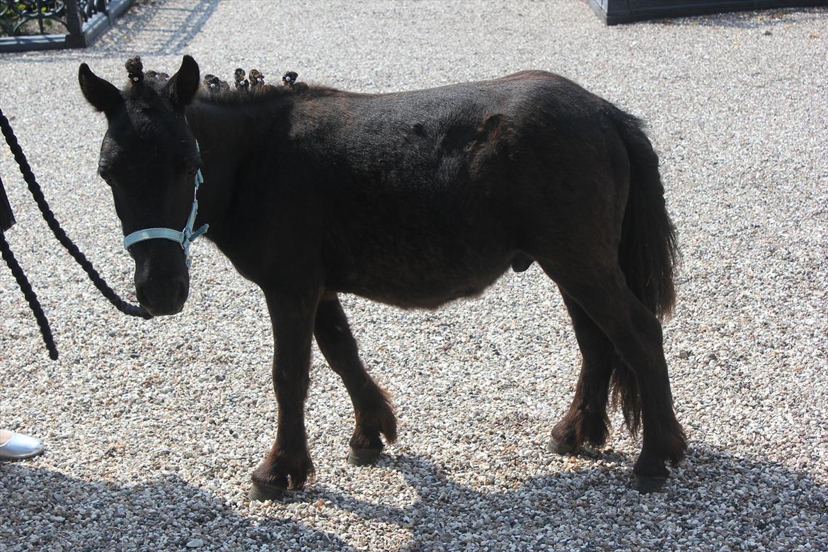 Shetlænder prins chameur billede 15