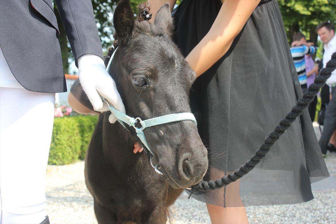 Shetlænder prins chameur billede 16