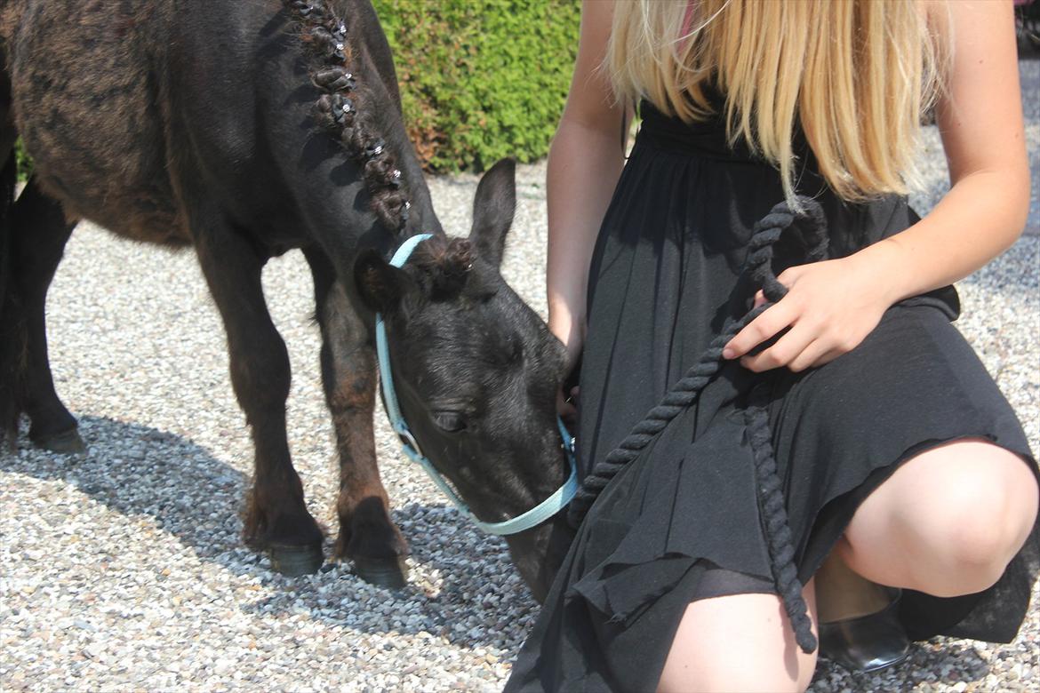 Shetlænder prins chameur billede 17