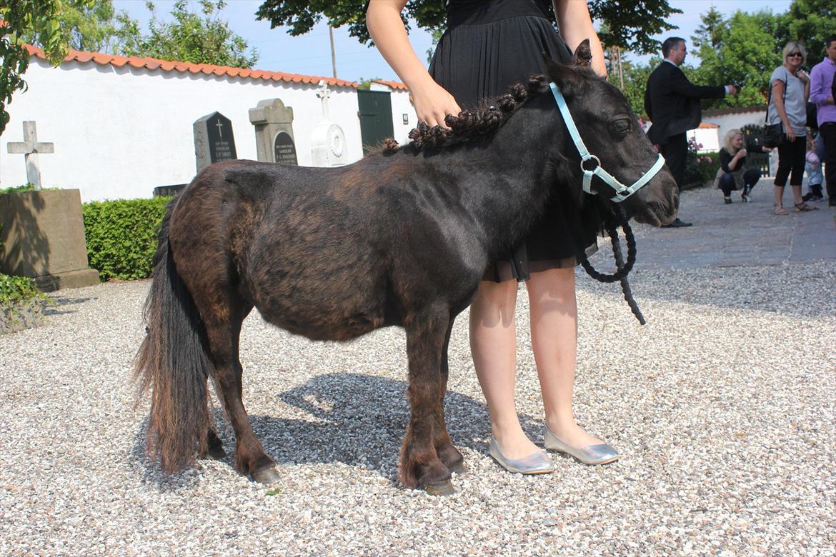 Shetlænder prins chameur billede 18