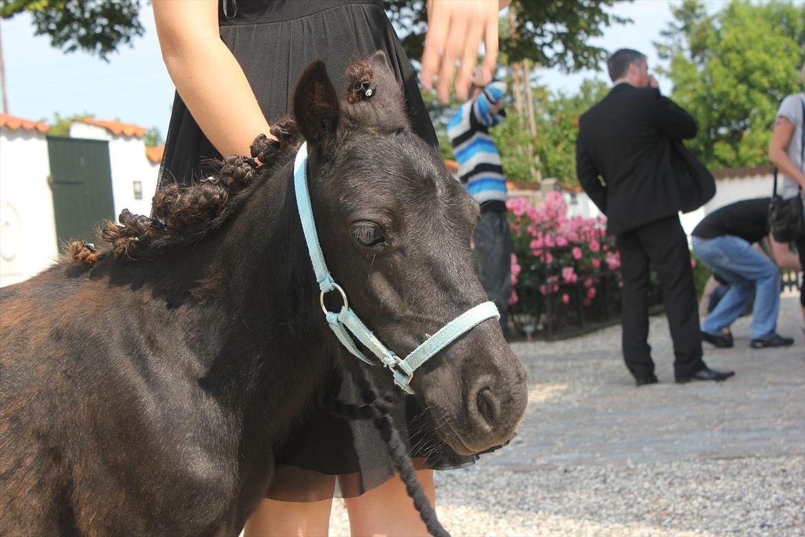 Shetlænder prins chameur billede 19