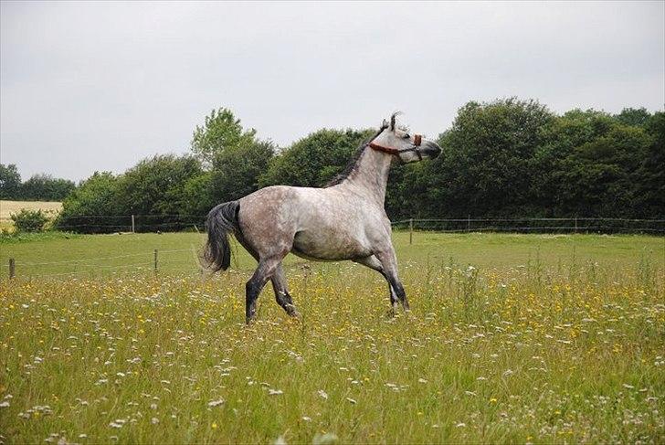 Anden særlig race Anastacia (Solgt) billede 1