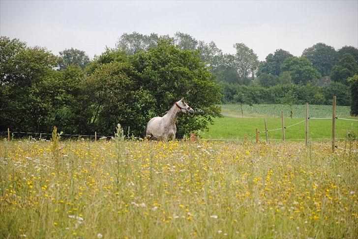 Anden særlig race Anastacia (Solgt) billede 2