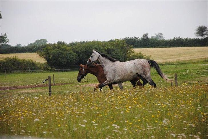 Anden særlig race Anastacia (Solgt) billede 4
