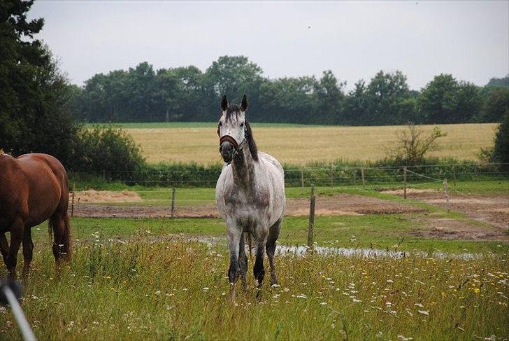 Anden særlig race Anastacia (Solgt) billede 5