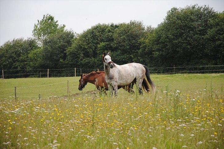 Anden særlig race Anastacia (Solgt) billede 6