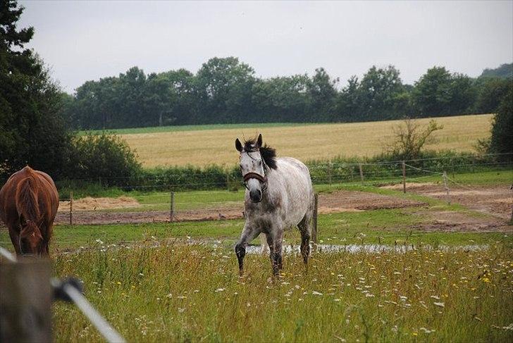 Anden særlig race Anastacia (Solgt) billede 7