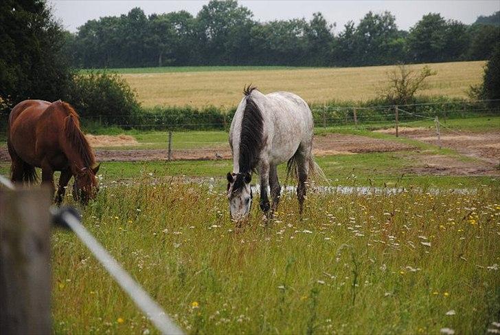 Anden særlig race Anastacia (Solgt) billede 8
