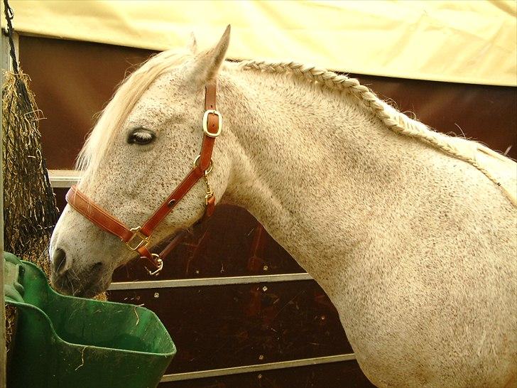 Pura Raza Española : Mimosa XLI | ~ Min Specielle Hoppe ~ billede 4