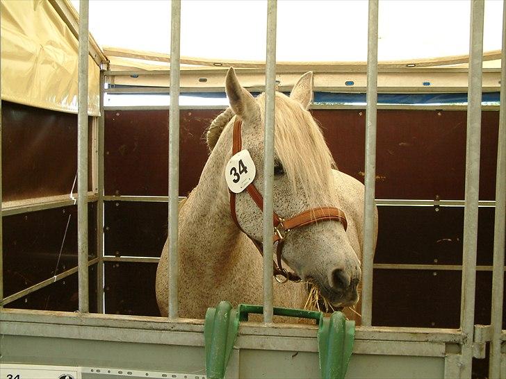 Pura Raza Española : Mimosa XLI | ~ Min Specielle Hoppe ~ billede 6