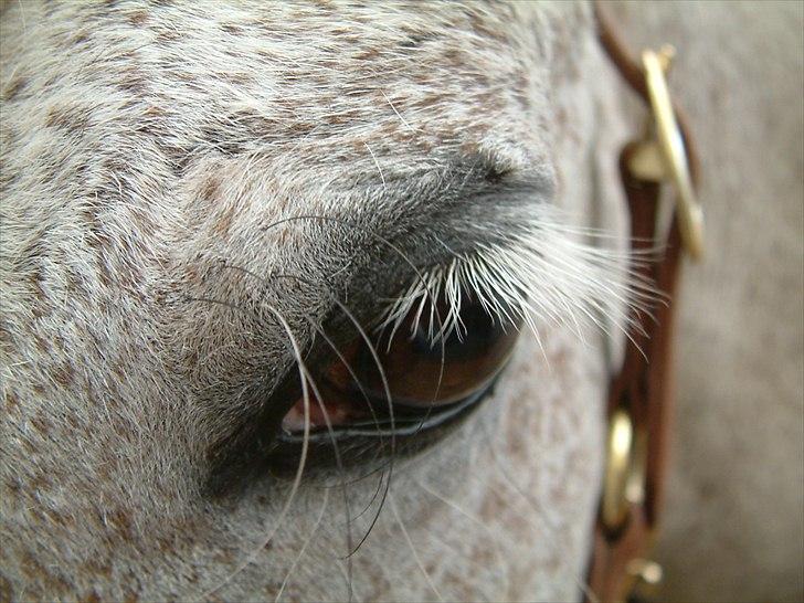 Pura Raza Española : Mimosa XLI | ~ Min Specielle Hoppe ~ billede 1