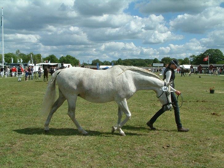 Pura Raza Española : Mimosa XLI | ~ Min Specielle Hoppe ~ billede 7