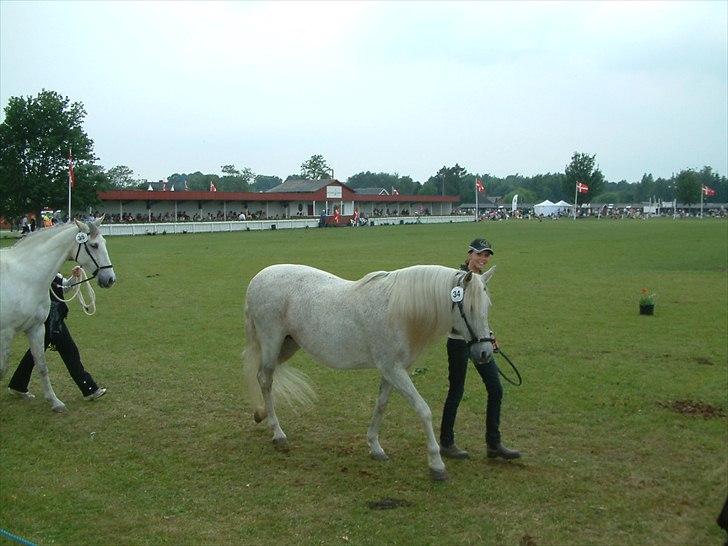 Pura Raza Española : Mimosa XLI | ~ Min Specielle Hoppe ~ billede 12