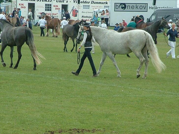 Pura Raza Española : Mimosa XLI | ~ Min Specielle Hoppe ~ billede 13