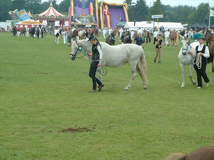 Pura Raza Española : Mimosa XLI | ~ Min Specielle Hoppe ~ billede 14