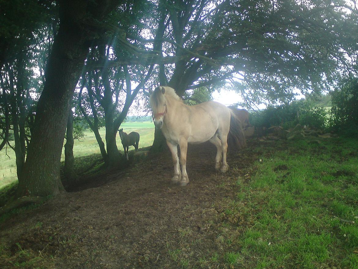 Fjordhest Gajol Møldrup billede 6