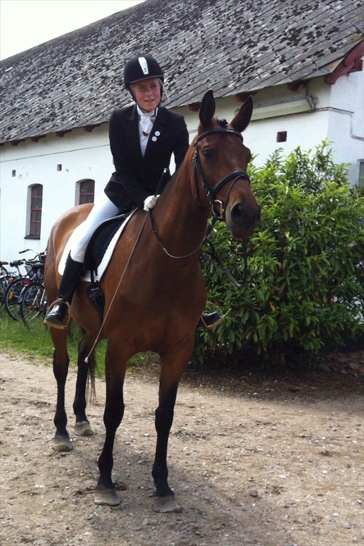 Dansk Varmblod Wolhøjgaards Cati - Efter vi havde været inde og ride programmet.. En glad Sofie, og en nysgerrig hest ;-). billede 13