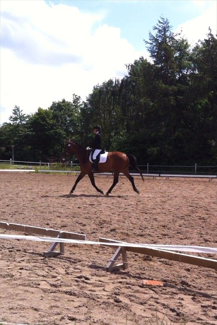 Dansk Varmblod Wolhøjgaards Cati - Da vi var inde og ride vores allerførste program sammen. Ikke de bedste %'er, men er alligevel stolt af min baby :-). billede 14