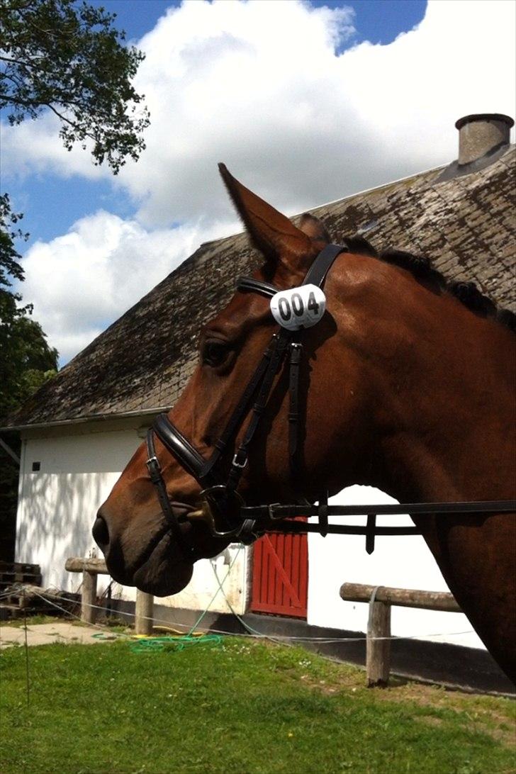 Dansk Varmblod Wolhøjgaards Cati - Cati, til vores første stævne..
- Selvom du er et virkelig stort dyr, er der alligevel en vis, tryghed, varme og kærlighed når jeg er sammen med dig.. Aldrig før har jeg følt mig så tryg, ved bare at stå ved siden af et dyr, så stort og så lidenskabeligt billede 2