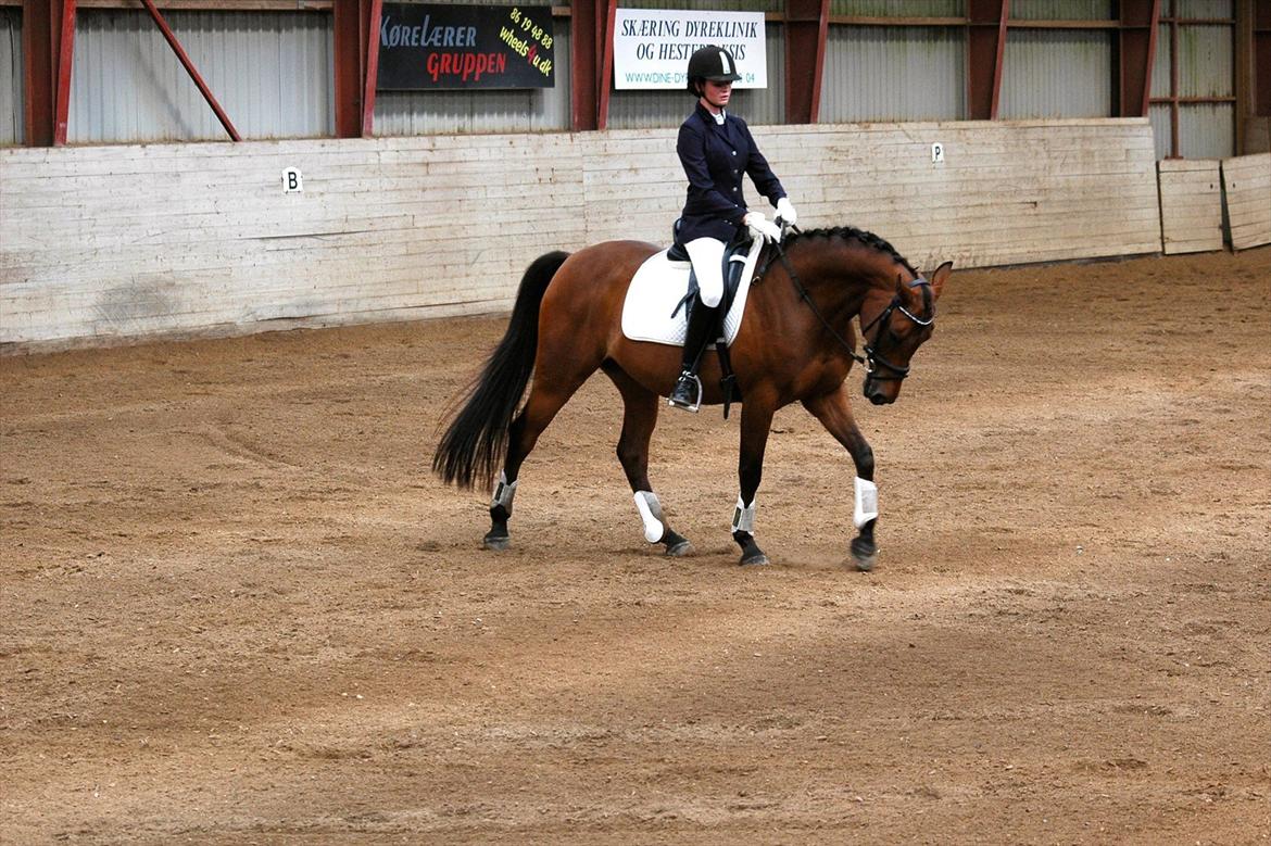 Anden særlig race Kasmir - Sommerstævne 2011, han var en engel!  billede 3