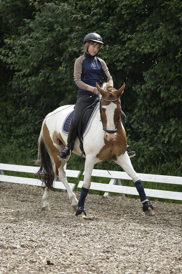 Hollandsk Sportspony Zwier - shenkelvigning i trav. billede 14