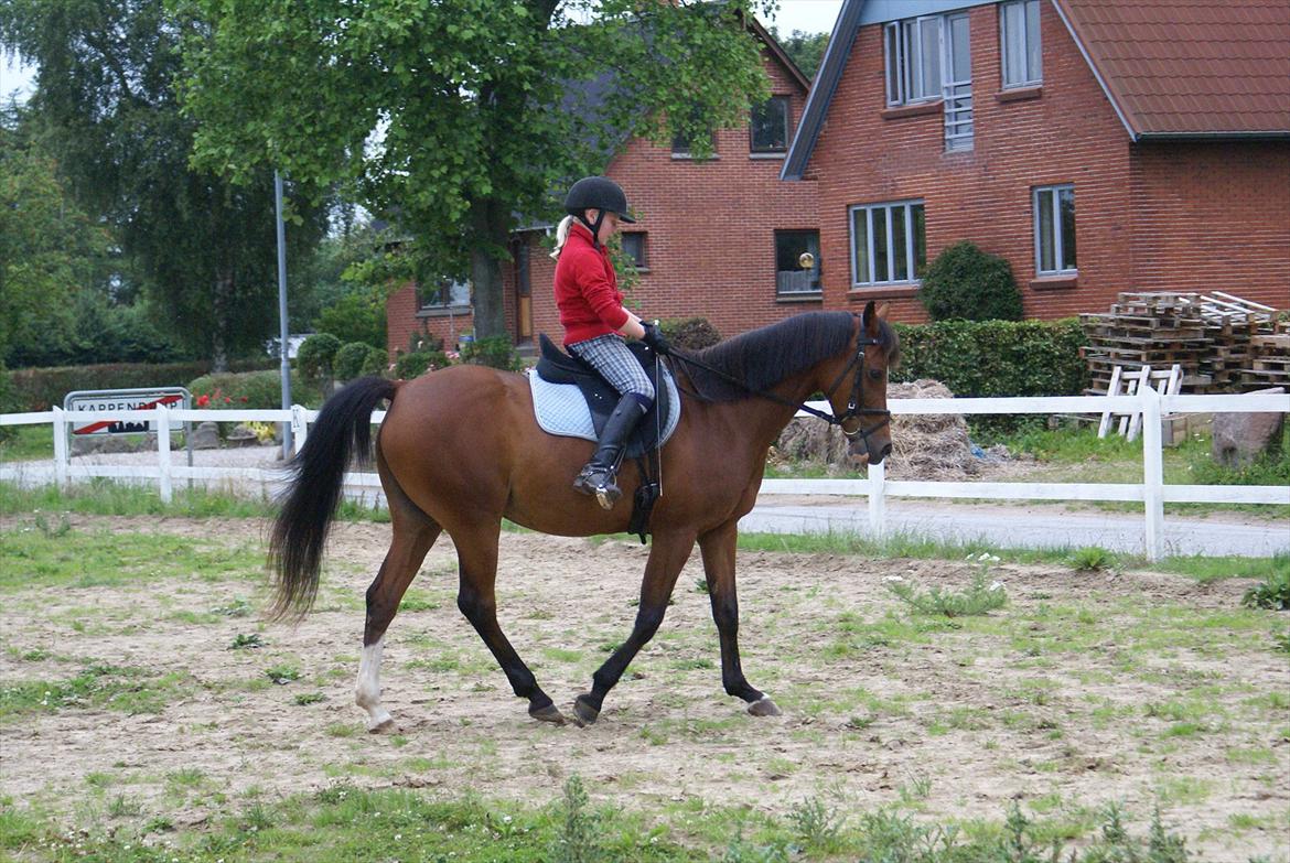 DSP Hedemands Tanita billede 8