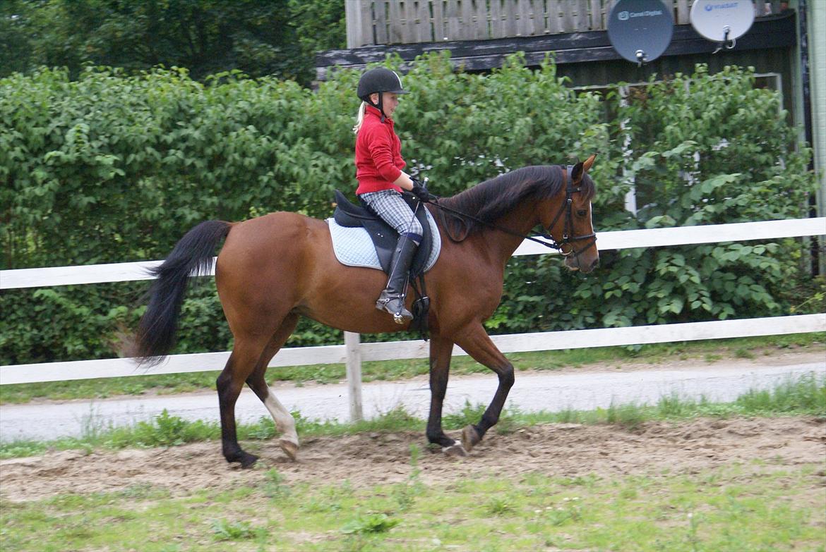 DSP Hedemands Tanita billede 9