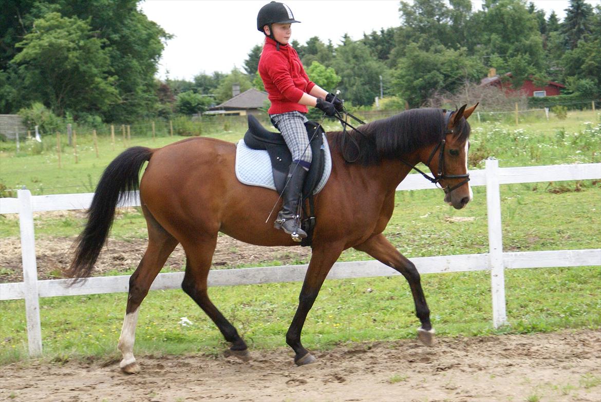 DSP Hedemands Tanita billede 10