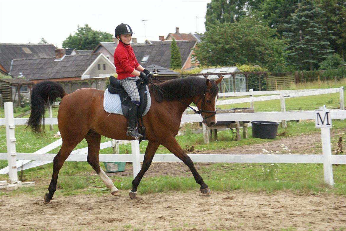 DSP Hedemands Tanita billede 12