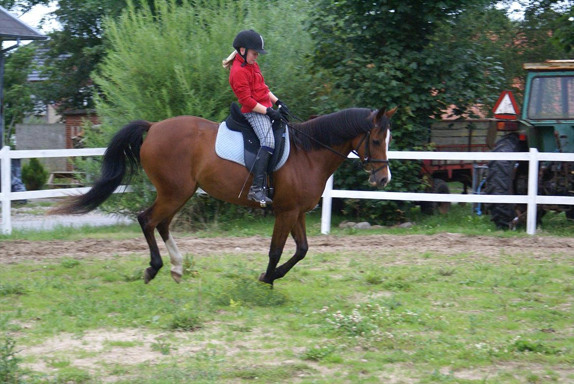 DSP Hedemands Tanita billede 16