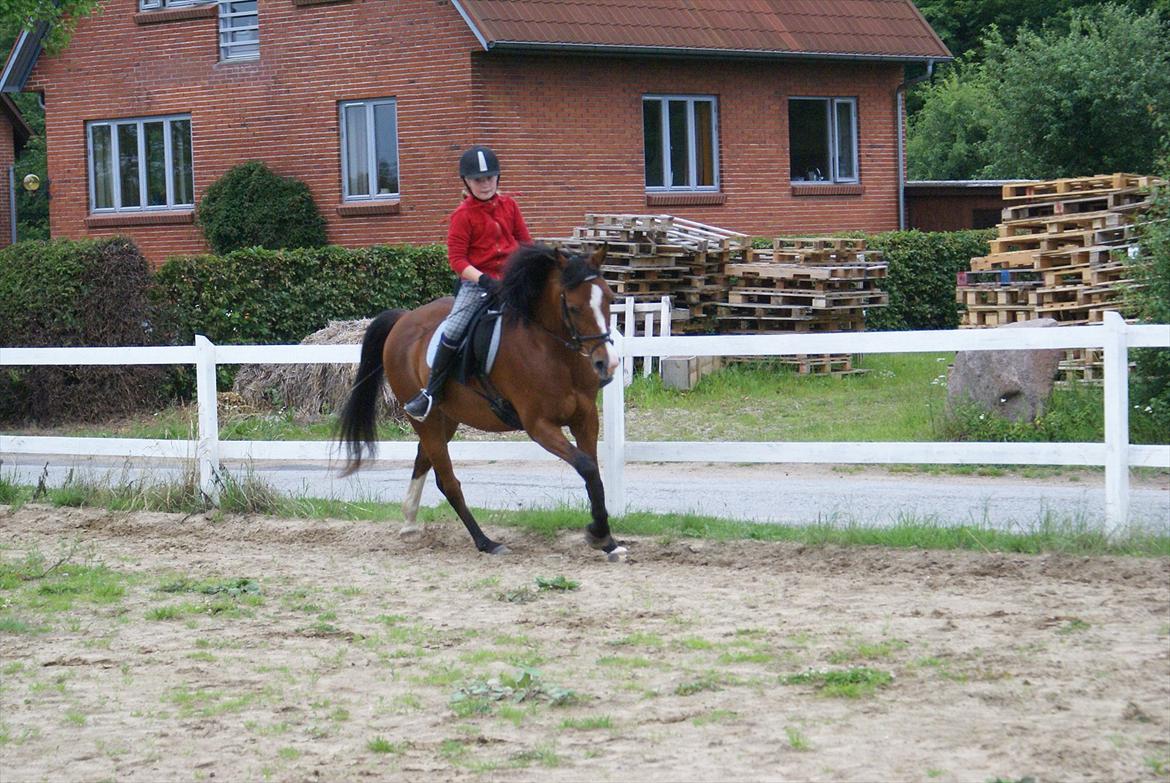 DSP Hedemands Tanita billede 17