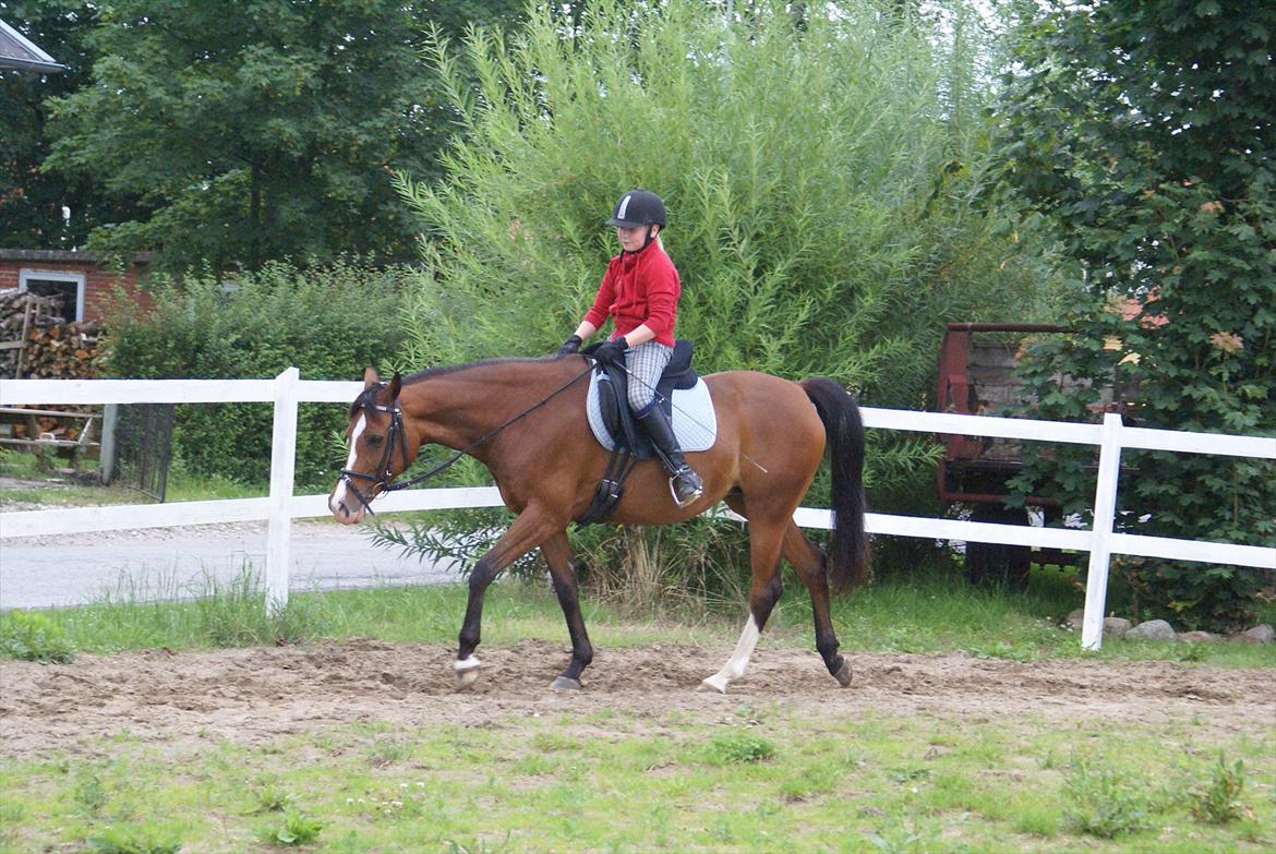 DSP Hedemands Tanita billede 19